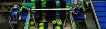 Apples on food factory production line